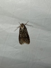 Semioscopis avellanella