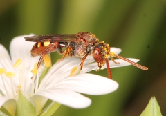 Nomada flavoguttata