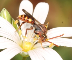 Nomada flavoguttata