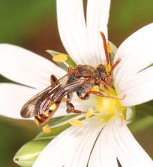 Nomada flavoguttata