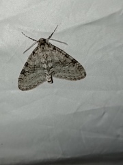 Trichopteryx carpinata