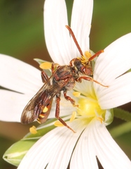 Nomada flavoguttata