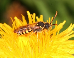 Nomada goodeniana