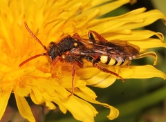Nomada lathburiana