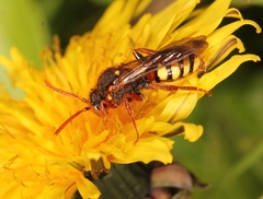 Nomada lathburiana