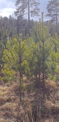 Arabidopsis arenosa