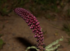 Lysimachia atropurpurea