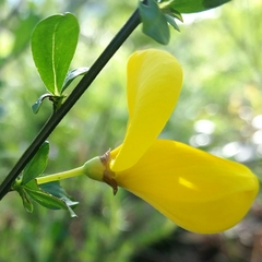 Cytisus grandiflorus