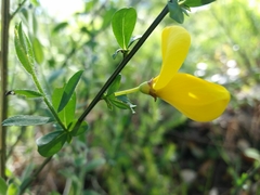 Cytisus grandiflorus