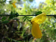 Cytisus grandiflorus