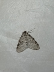 Trichopteryx carpinata