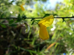 Cytisus grandiflorus
