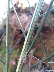 Cytisus grandiflorus