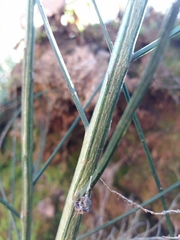 Cytisus grandiflorus