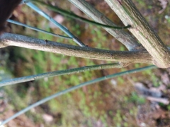 Cytisus grandiflorus
