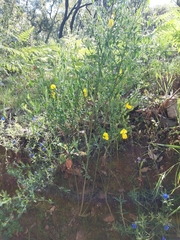 Cytisus grandiflorus