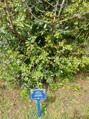 Crataegus microphylla