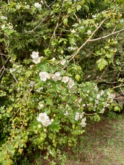Crataegus microphylla