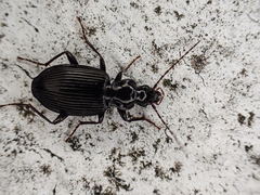 Limodromus