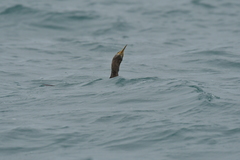 Phalacrocorax featherstoni