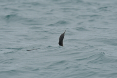 Phalacrocorax featherstoni