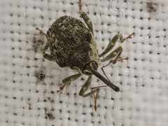 Parethelcus pollinarius