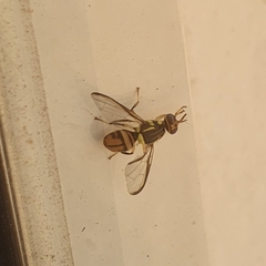 Bactrocera