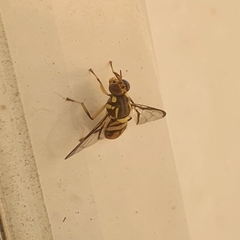 Bactrocera