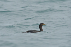 Phalacrocorax featherstoni