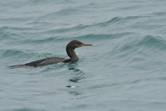 Phalacrocorax featherstoni