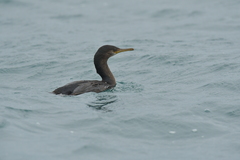Phalacrocorax featherstoni