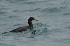 Phalacrocorax featherstoni
