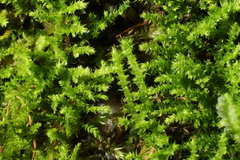 Thuidiopsis sparsa