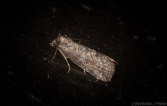 Calathusa hypotherma