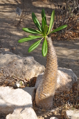 Pachypodium lamerei