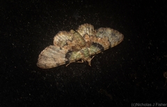 Gymnoscelis derogata