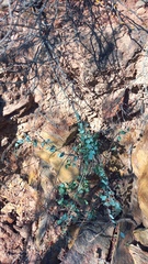 Cissampelos capensis