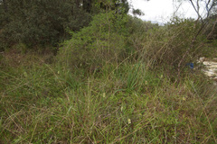 Fritillaria acmopetala