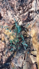 Cissampelos capensis