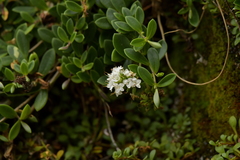 Veronica chathamica