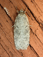 Agonopterix heracliana