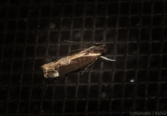 Chaliniastis astrapaea