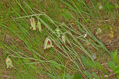 Fritillaria acmopetala