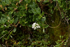 Veronica chathamica