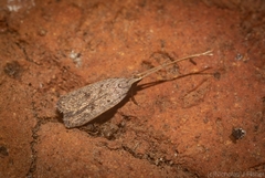 Lecithocera imprudens