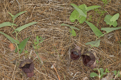 Aristolochia adalica