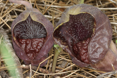 Aristolochia adalica