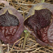 Aristolochia adalica - Photo (c) Felix Riegel, some rights reserved (CC BY-NC), uploaded by Felix Riegel