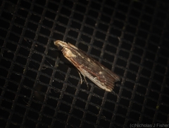 Cathyalia pallicostalis