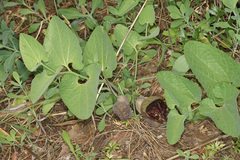Aristolochia adalica